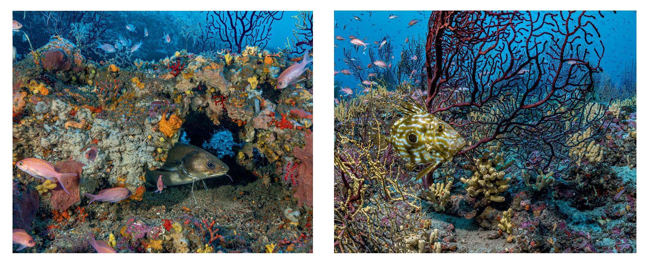 Planète Méditerranée