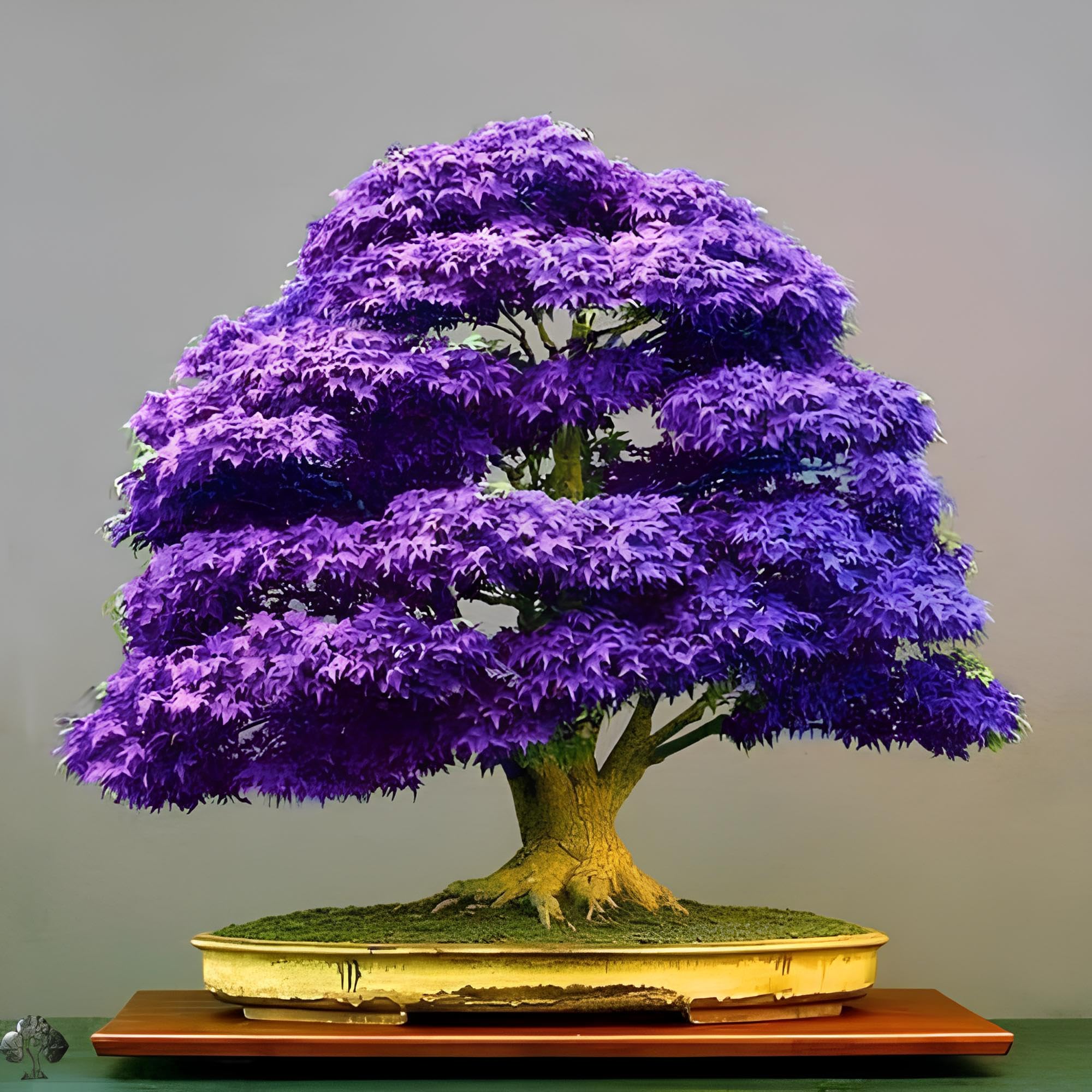 25+ Seeds- Dwarf Purple Maple Tree Seeds Japanese Maple Plant