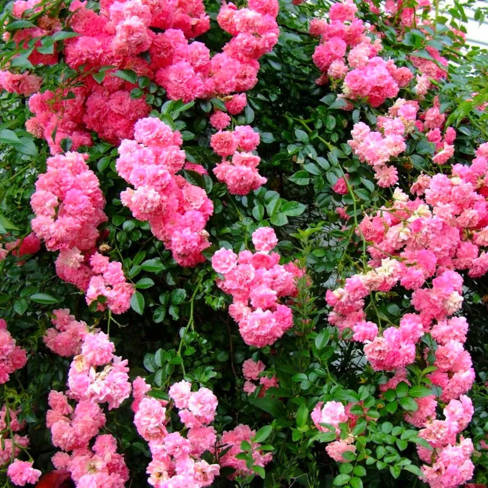 Décoration de jardin sans arrosage avec ces 4 vivaces rustiques à faible entretien