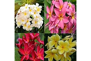 100% Hawaiian Plumeria Rooting Cuttings