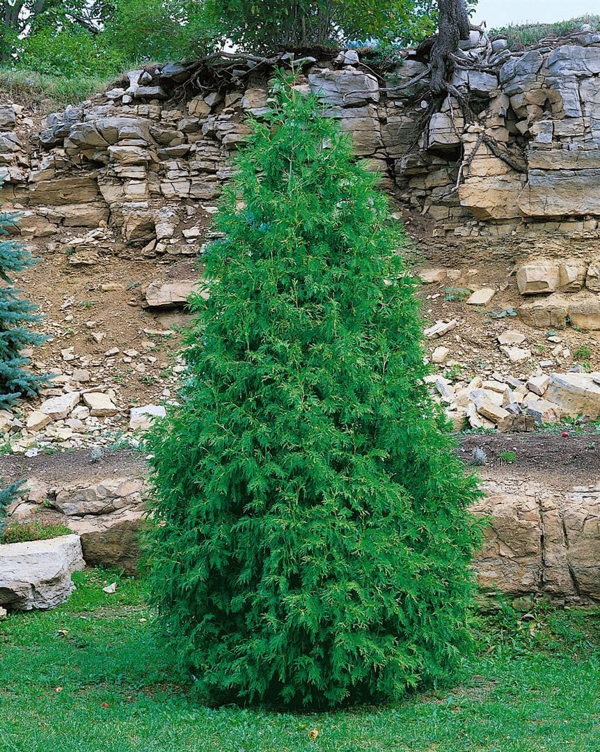 Lebensbaum Thuja occidentalis Columna 100-125 cm winterhart immergrün