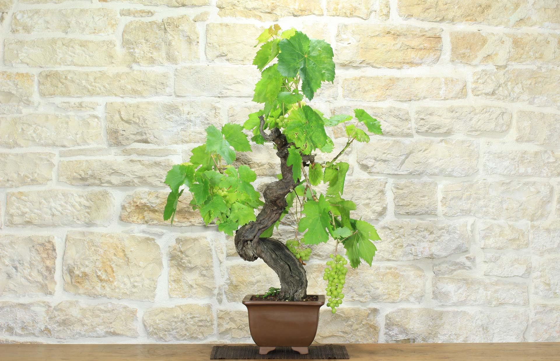 Bonsaï de vigne (111)