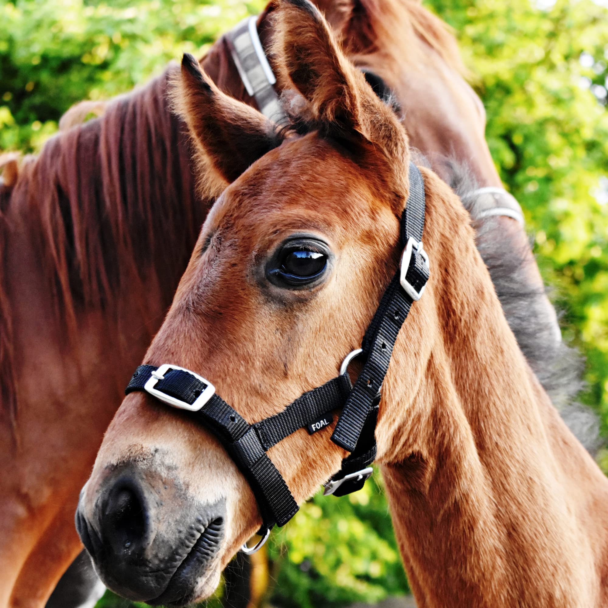 Cavezza Per Puledro Pfiff - Taglia Unica Multicolore Regolabile - Foto 3