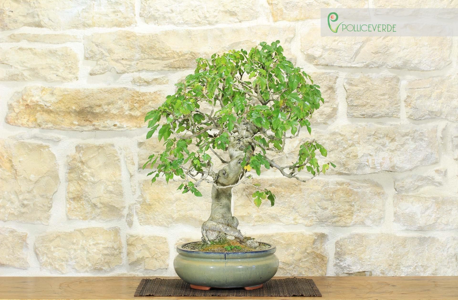 Bonsai di Gelso (62)