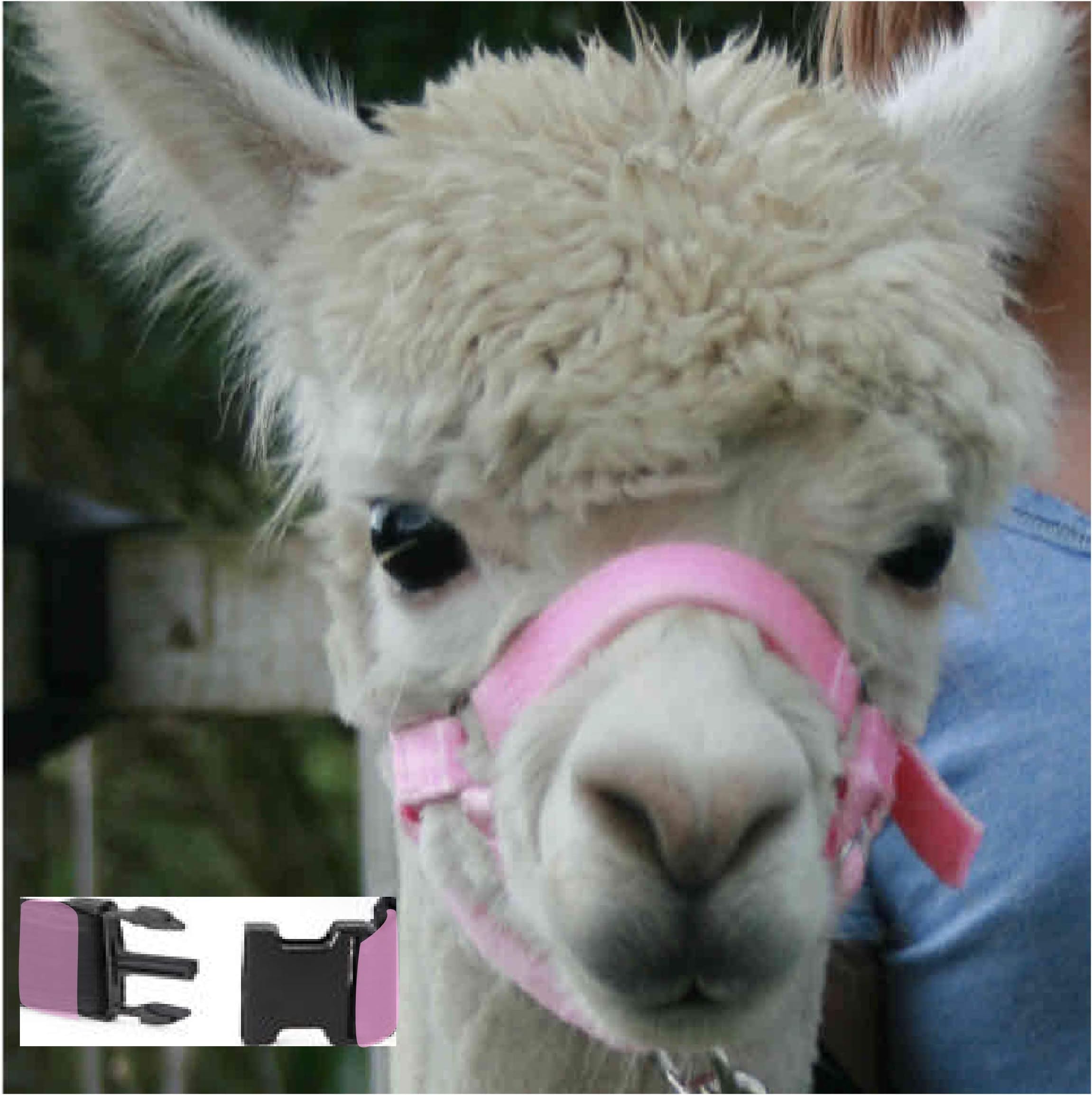 ALPACA HEADCOLLAR with SNAP Fastening - BABY PINK - MEDIUM