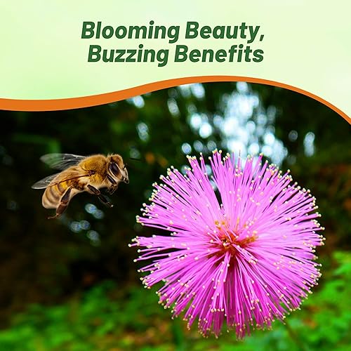 Miniatura 6 de Outsidepride Mimosa Pudica - Plantas sensibles de flores de jardín - 1000 semillas