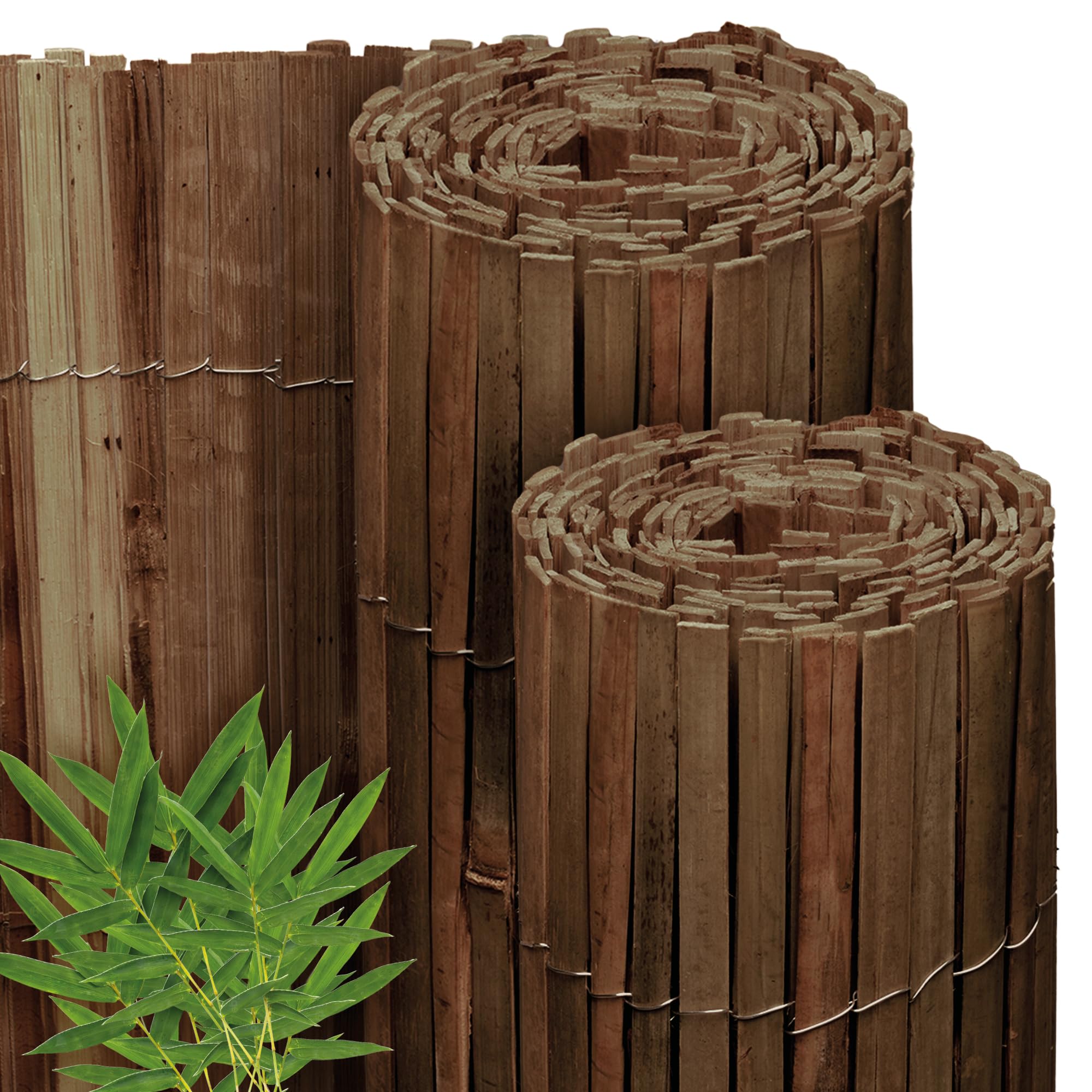 bambus stacheln Schwarzer Bambus (Phyllostachys nigra) | 150-175 cm im Topf