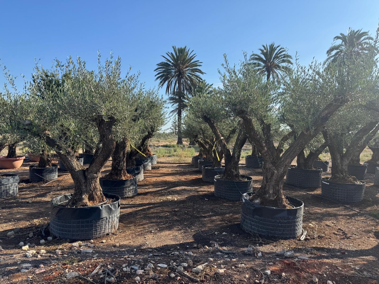 Sunny Tree - Olea Europaea Lechin Olivenbaum Pompon – 80 Jahre alt – 240 cm hoch – Stammumfang 80/100 cm – Premium Qualität – Winterhart – Mediterraner Gartenbaum
