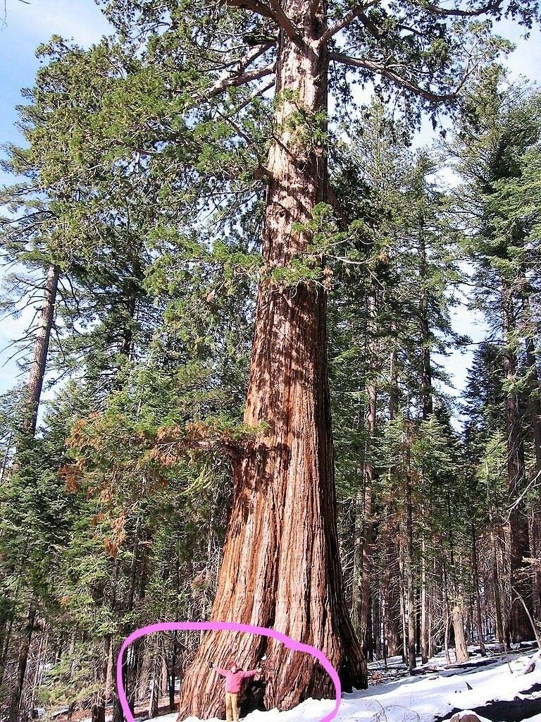 Giant Sequoia Sequoiadendron Giganteum Sierra Redwood Tree rsc2a6r (40 Seeds) can Grow in Trays or pots
