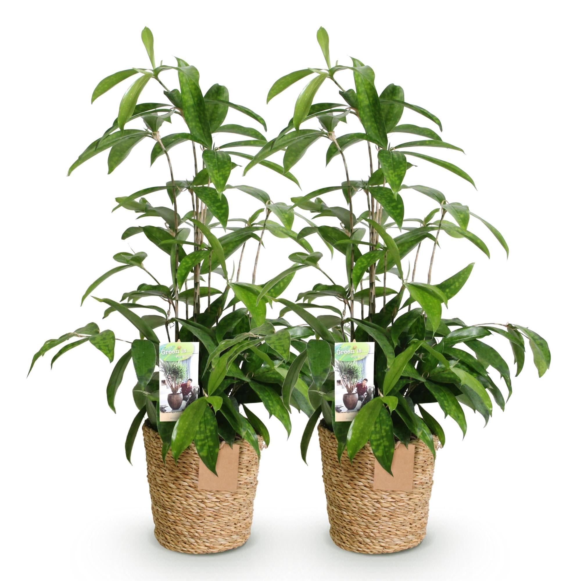 Green boutiQ - Plantes d'intérieur - Dracaena surculosa - Arbre à sang de dragon - Peu d'entretien - avec panier - Vert - 2 Plantes - Pot 17cm - Hauteur 60-70cm