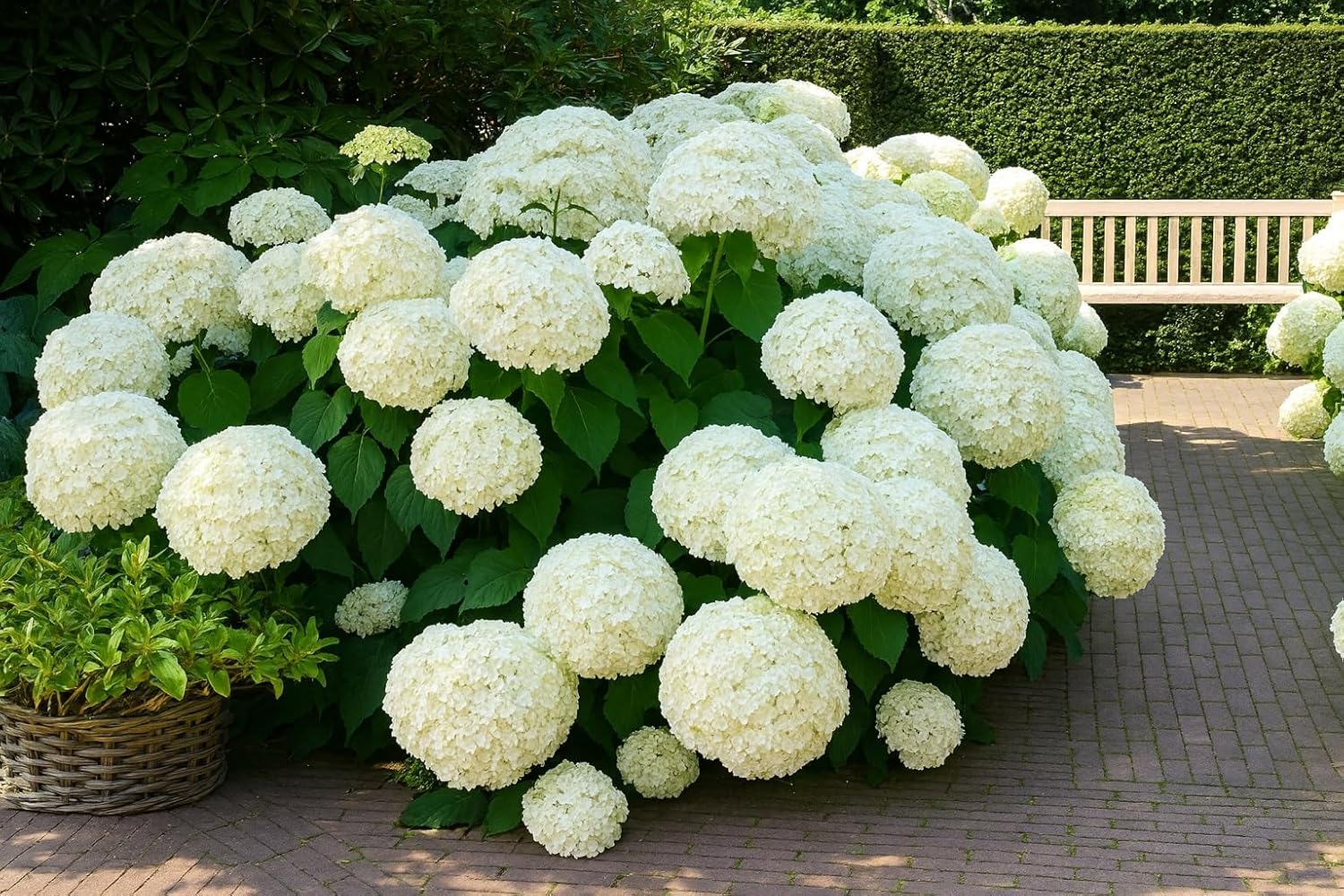 Snow Hill Hydrangea Seedlings for Planting - Beautiful White Blooms (3 Seedlings)