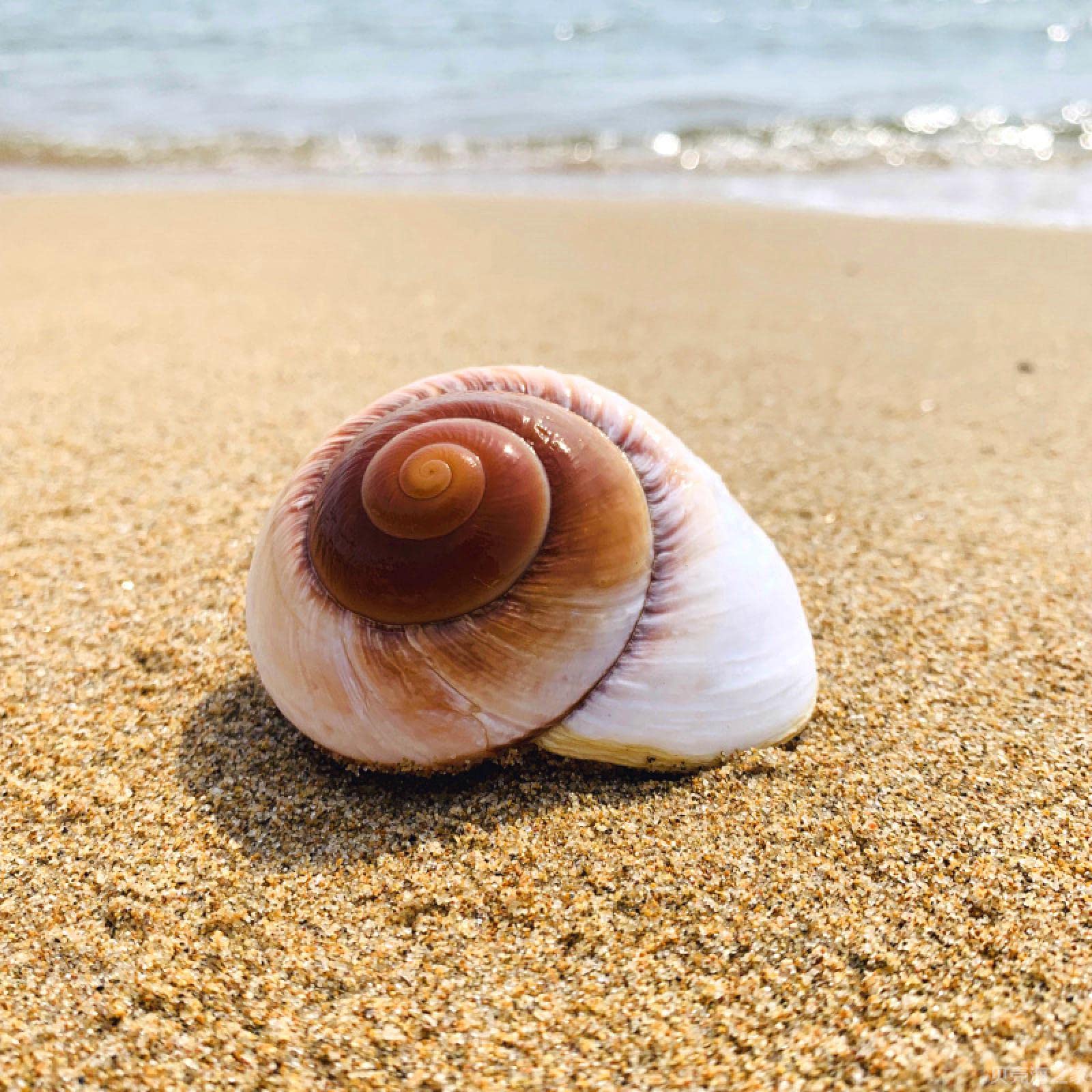 Coquillages de mer et conque naturelle pour décoration de table et terrarium