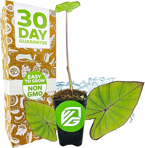 Blue Hawaii - Planta viva de oreja de elefante - Alocasia - Planta de inicio Wellspring Gardens - Bulbos de alocasia raros - Planta tropical exótica