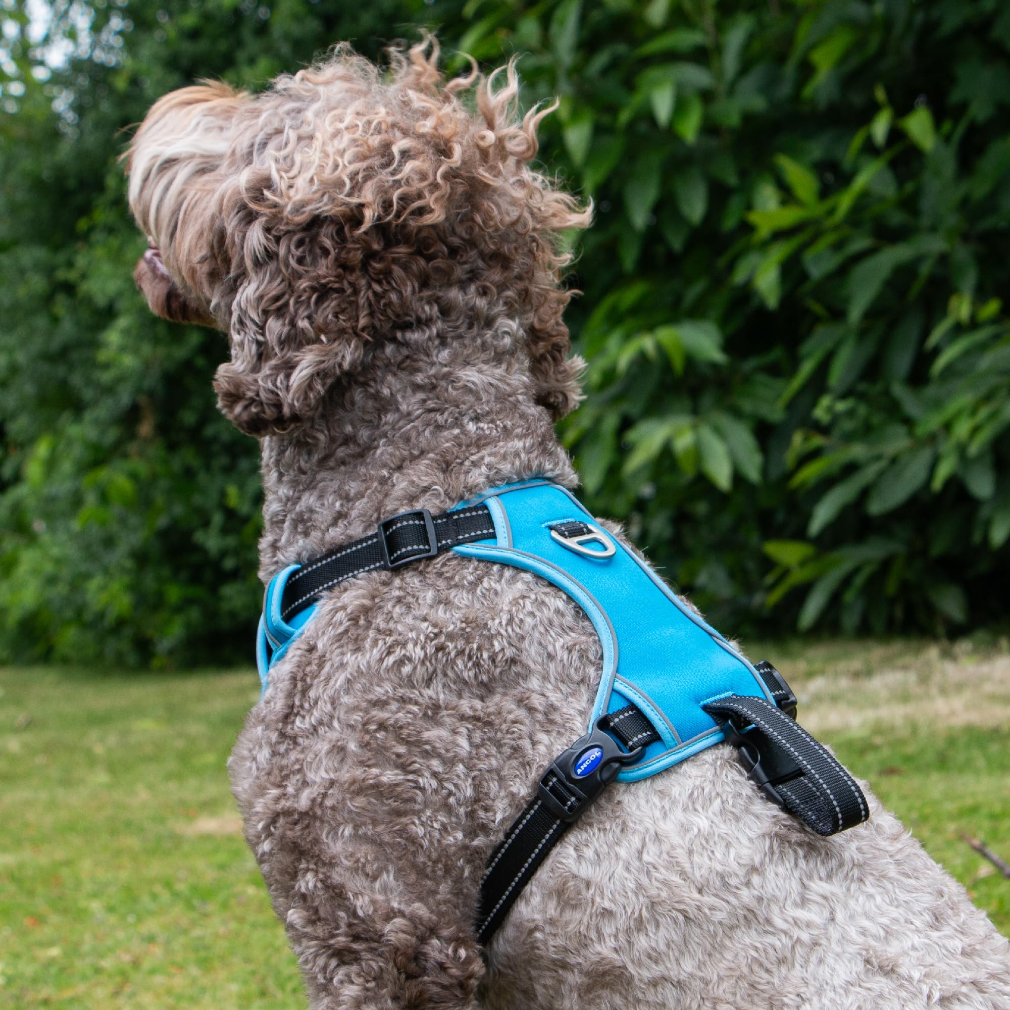 Ancol Viva Exercise and Travel Dog Harness in Blue - Comfortable Pet Accessory with Padded Chest and 2 Leash Clips - Large 60-85cm - Image 4