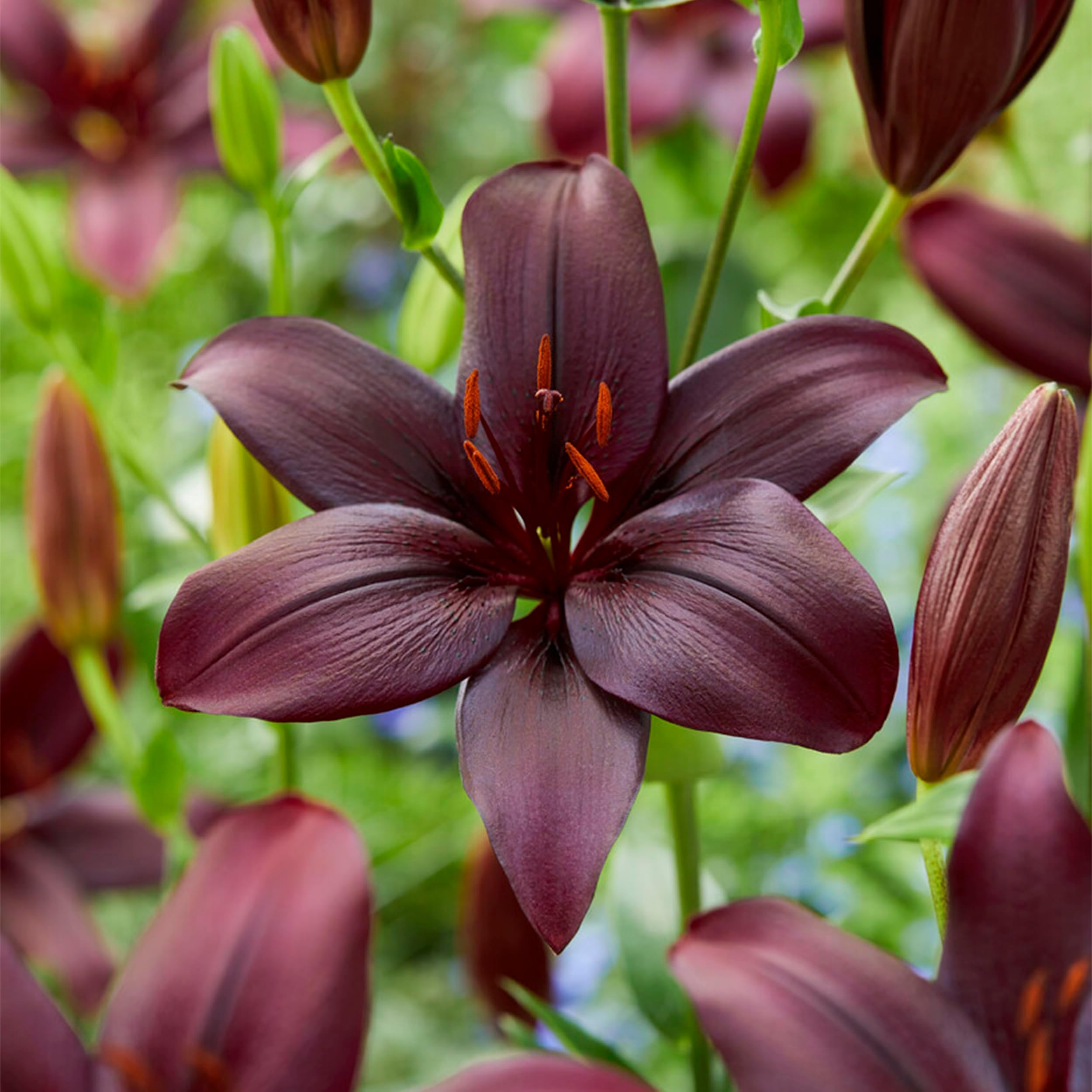 Garden State Bulb Black Charm Asiatic Lily Flower Bulbs, 14/16cm (Bag of 10)