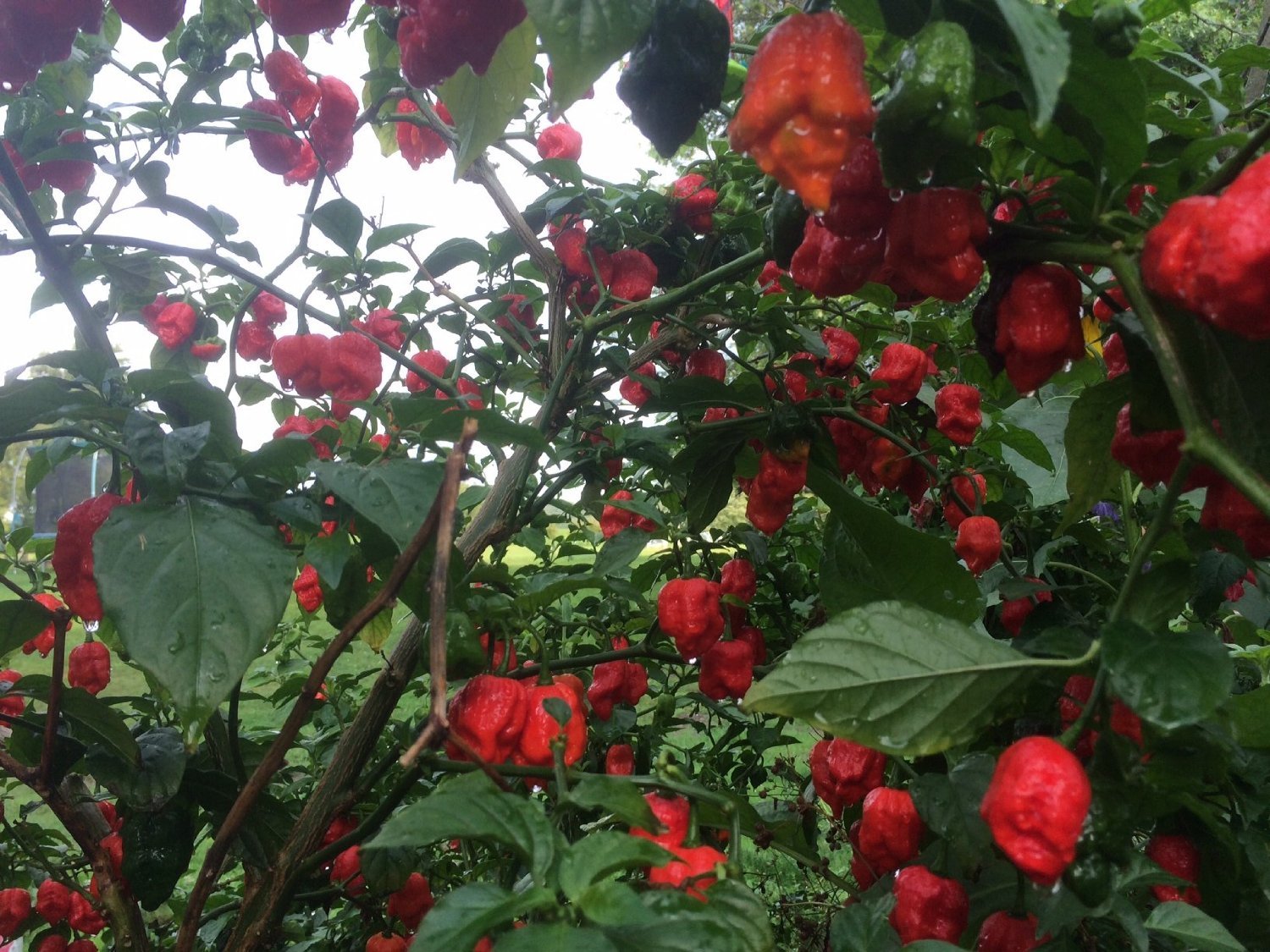Wicked Reaper Fresh Carolina Reaper Chili Peppers, 5 + 1 Free image 5