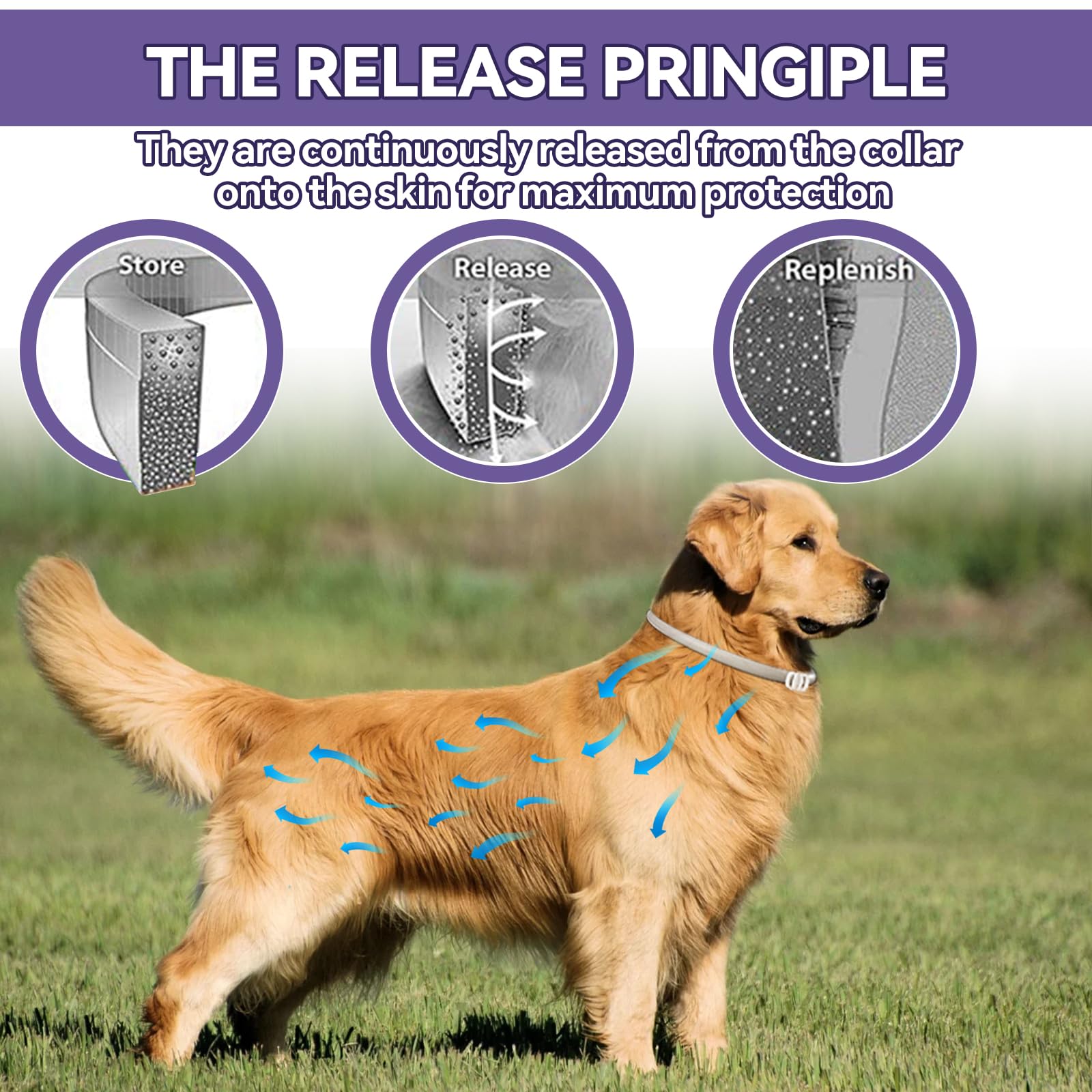 Wansiven Collari Antipulci per Cani, Collare Antipulci Regolabili da 65 cm, Protezione 12 Mesi