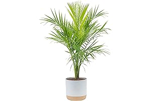 Costa Farms Live Majesty Palm Tree, Floor Houseplant, Planter & Potting Soil,...