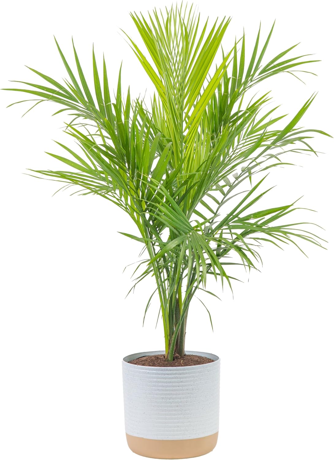 Costa Farms Majesty Palm Live Plant, Live Indoor and