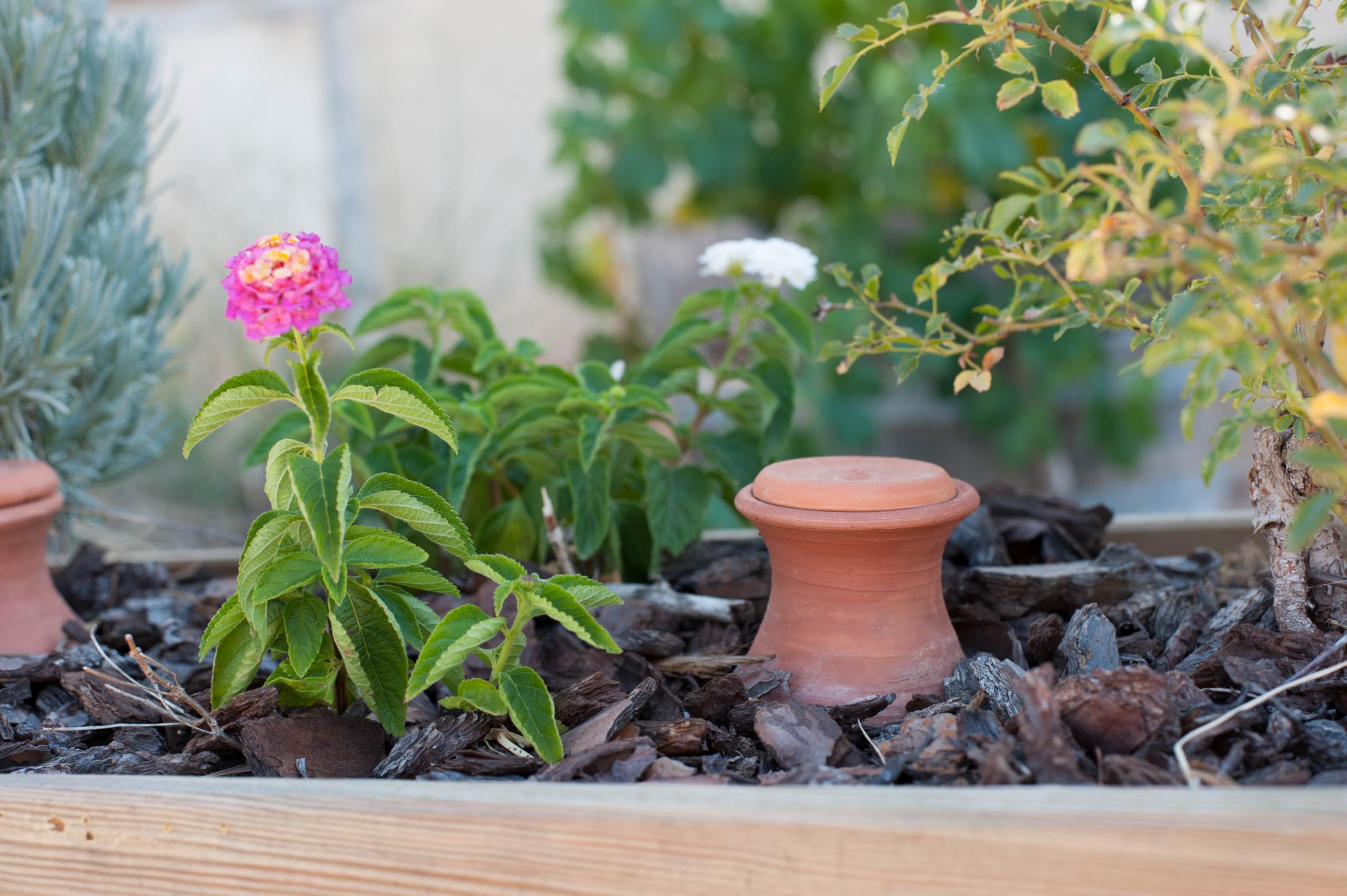 OYAS® A ENTERRER Taille M – 1,5L – BACS Potager-Pots-MASSIFS-OLLAS Terre Cuite – Fabrique en France. Solution d'irrigation écologique, 100% biodégradable. Autonomie 3 à 6 Jours