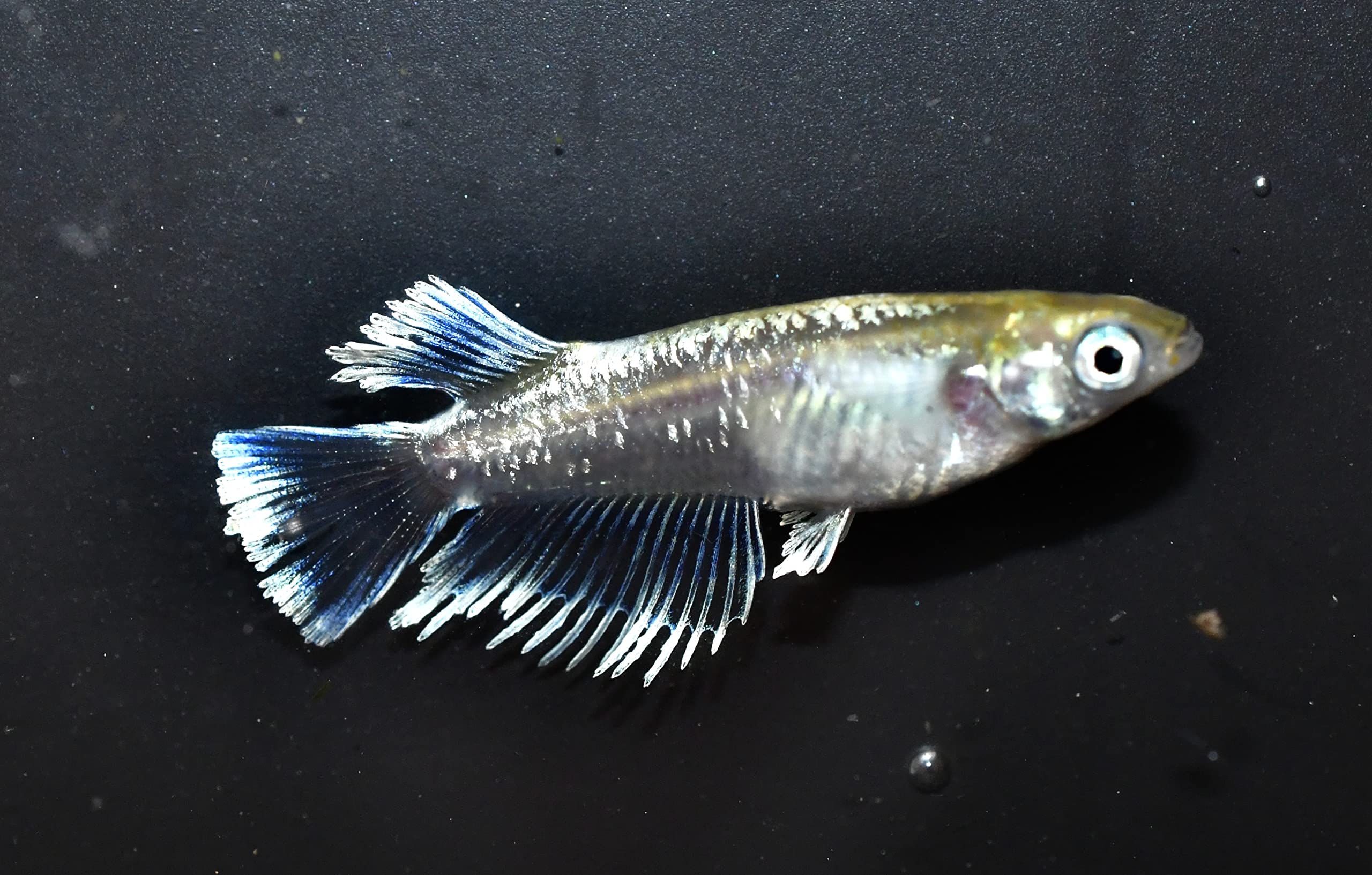 メダカ【如水】若魚(種親)①ペア メダカの館ワッチ様血統 準直系