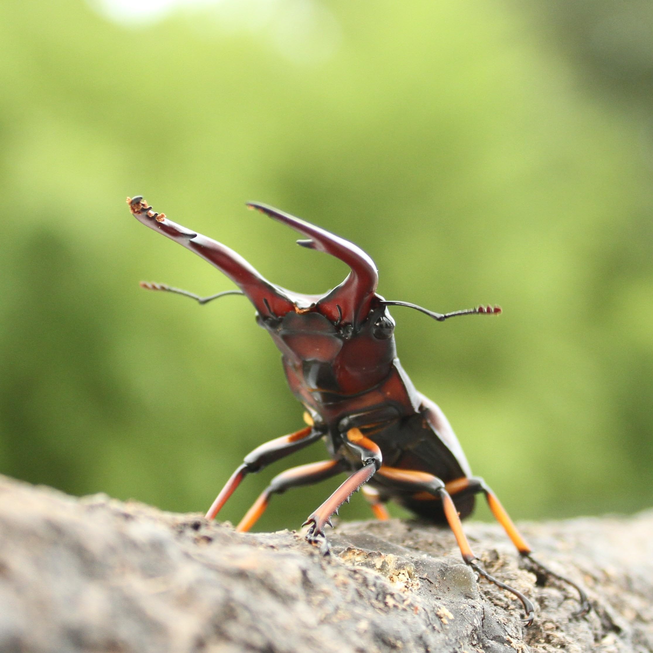 Amazon.co.jp: [BIG HORN] アスタコイデスノコギリクワガタ 成虫ペア