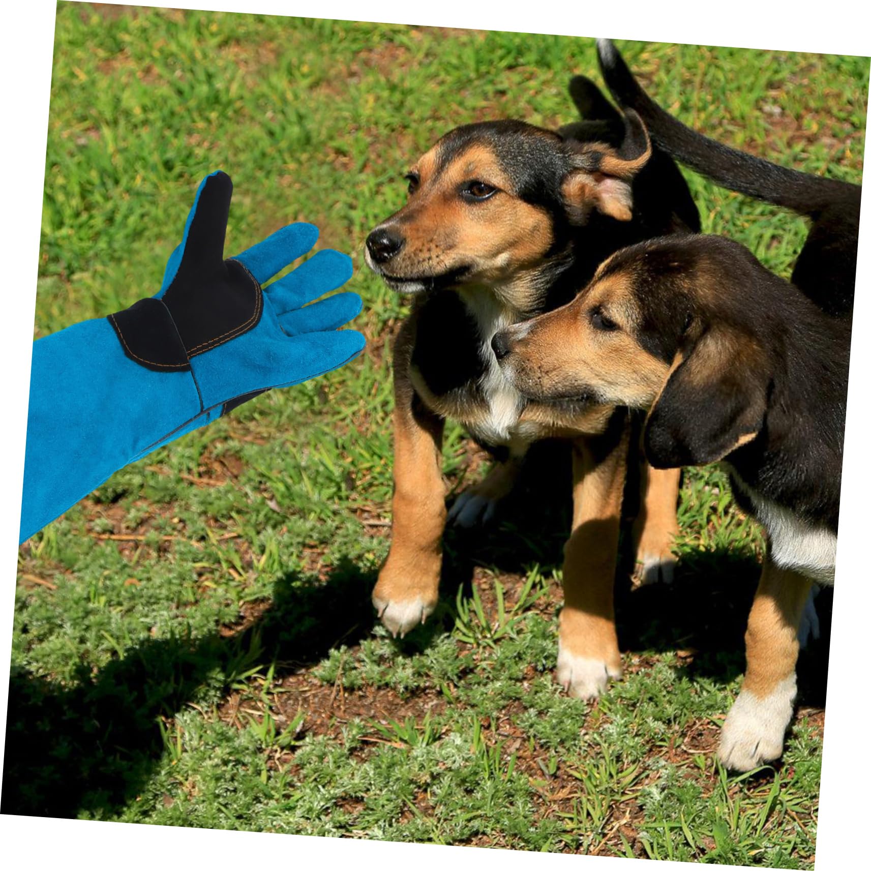 Moufles de Protection en Cuir de Vache pour Chien et Serpent, Ajustables