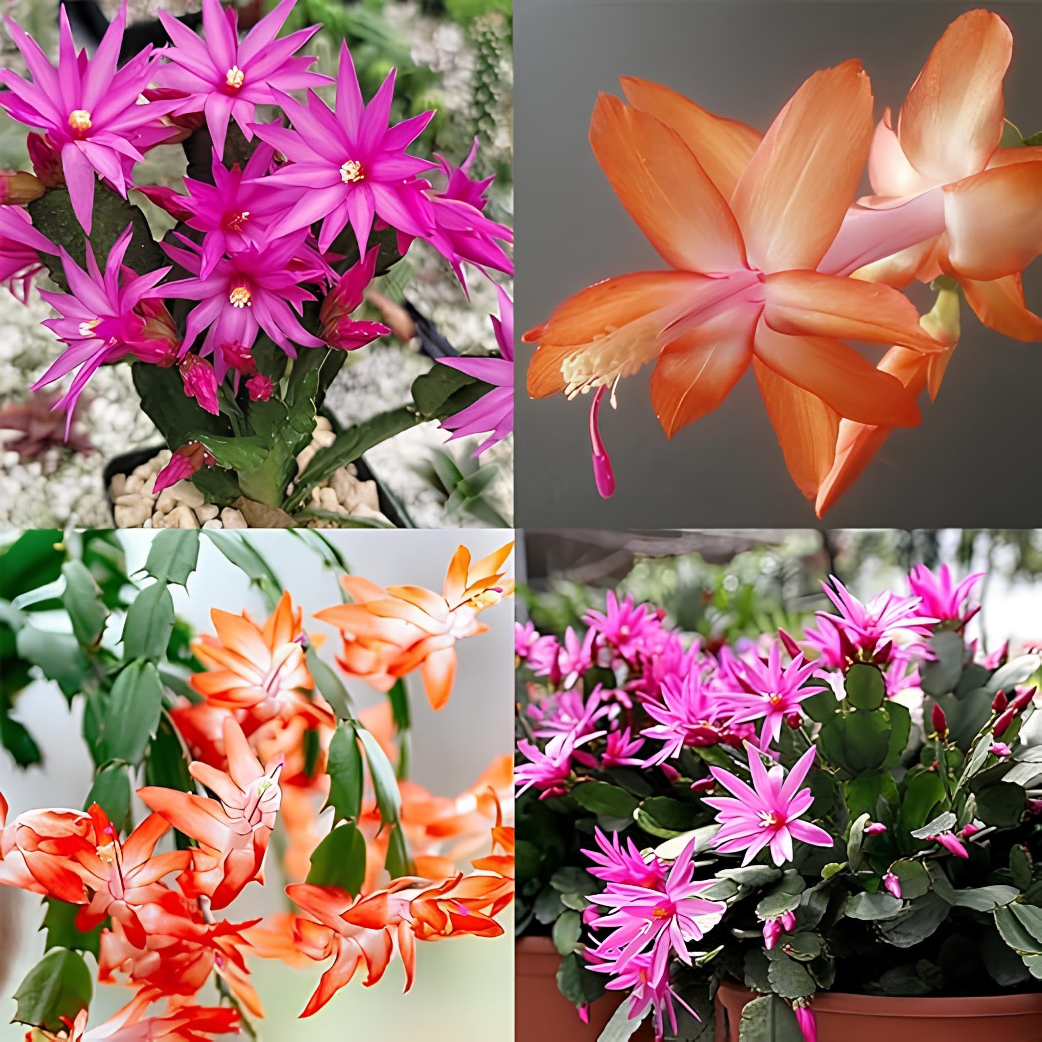 50 Seeds- Mixed Christmas Cactus Seeds Cactus Seeds, Schlumbergera, Crab Cactus, Perennial Exotic Succulent Plants, Great Gardening Gifts