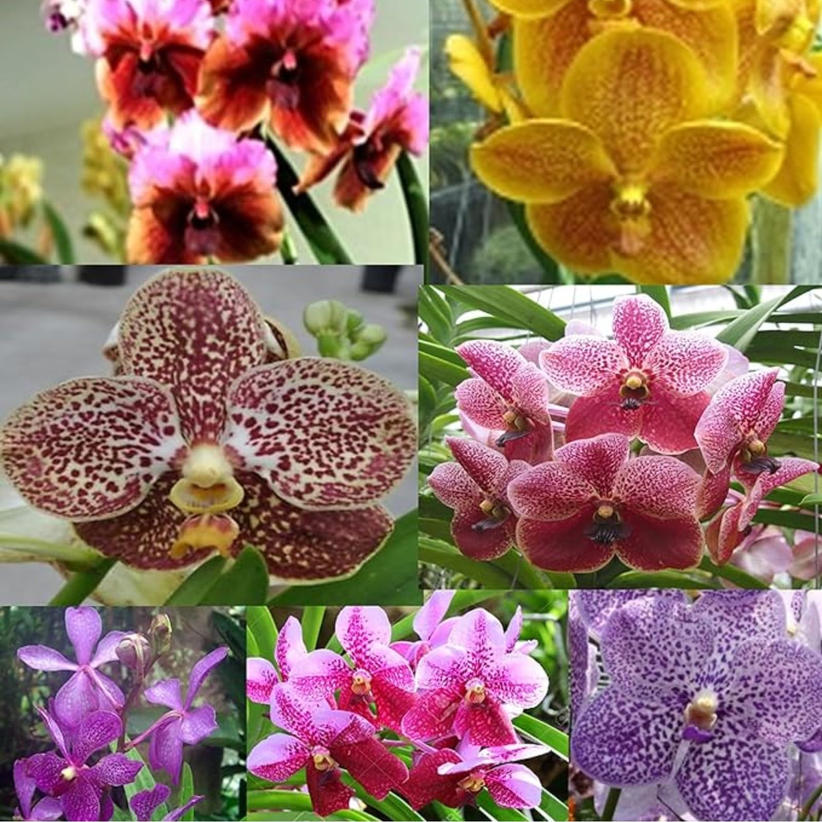 Bulbos de orquídea Cymbidium, orquídea Cymbidium, planta Cymbidium real, plantas herbáceas perennes, paisajismo, decoración de jardín (sin flores artificiales ni semillas)-15pezzo-J