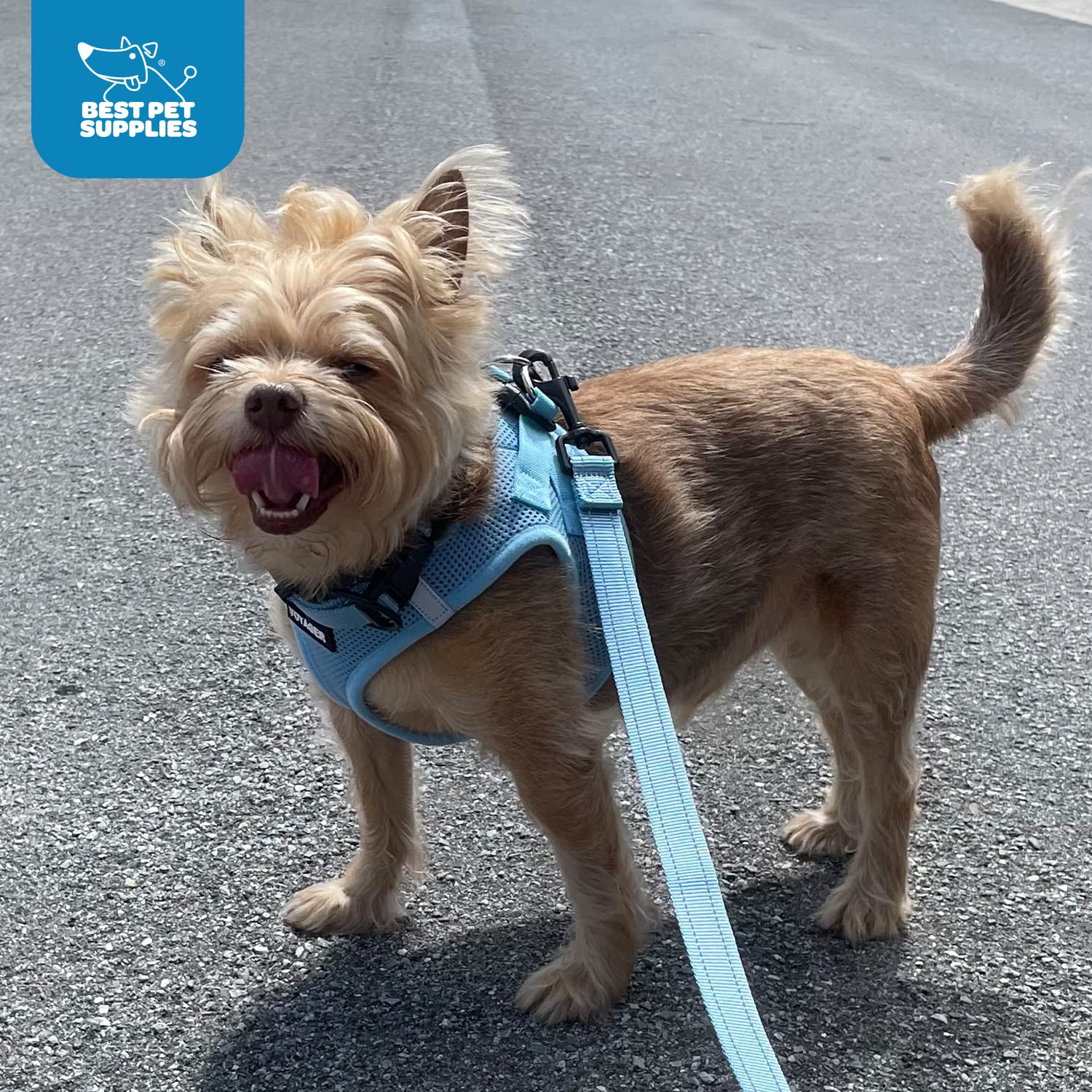 What Kind Of Harness Is Best For A Puppy