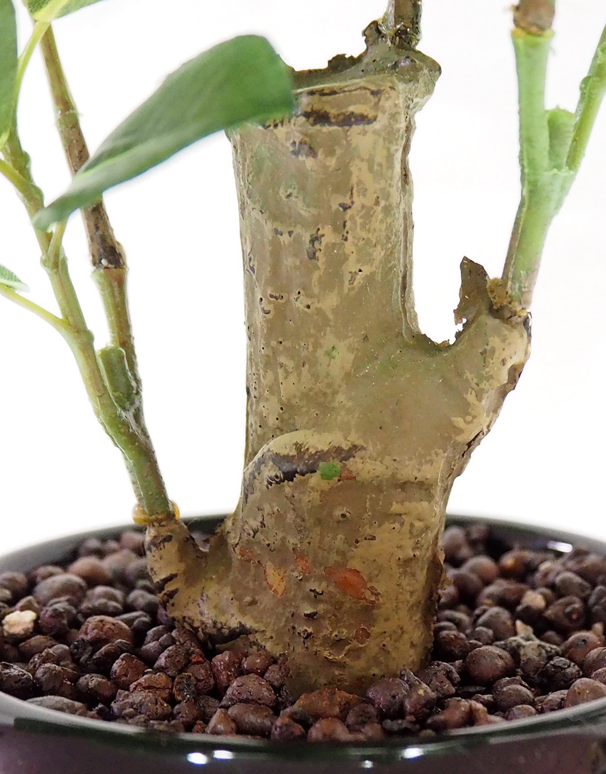 Amazon｜SUNAVI 観葉植物 光触媒 ガジュマルの木 空気清浄 多肉