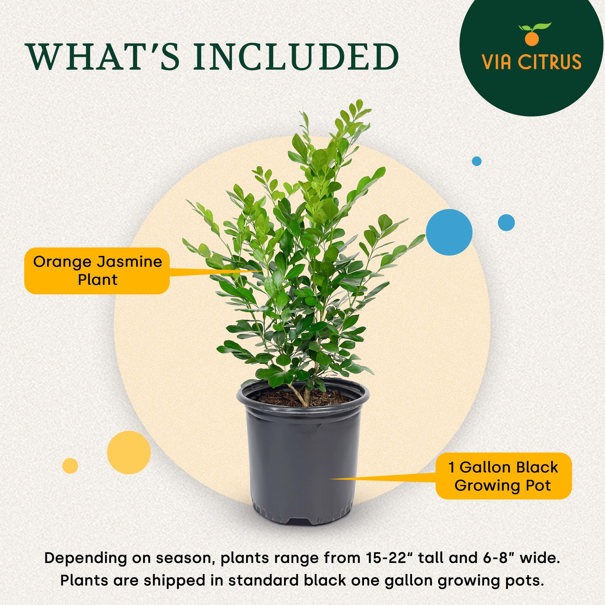 Amazon.com : Orange Jasmine Plant Live, Delightful Live Plants