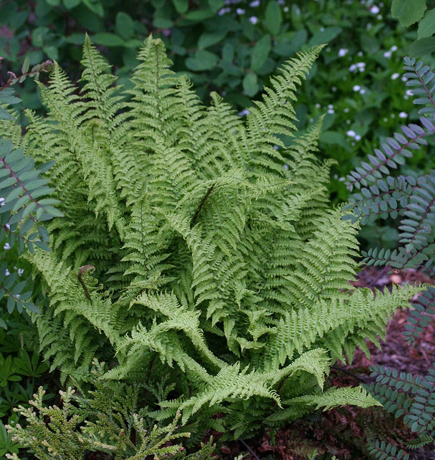 Stauden Gänge 3 x Dryopteris affinis 'Crispa' im 1 Liter Topf (Farn/Winterhart/Mehrjährig/Staude/Immergrün) Krauser Schildfarn - Immergrüne Schönheit, die begeistert