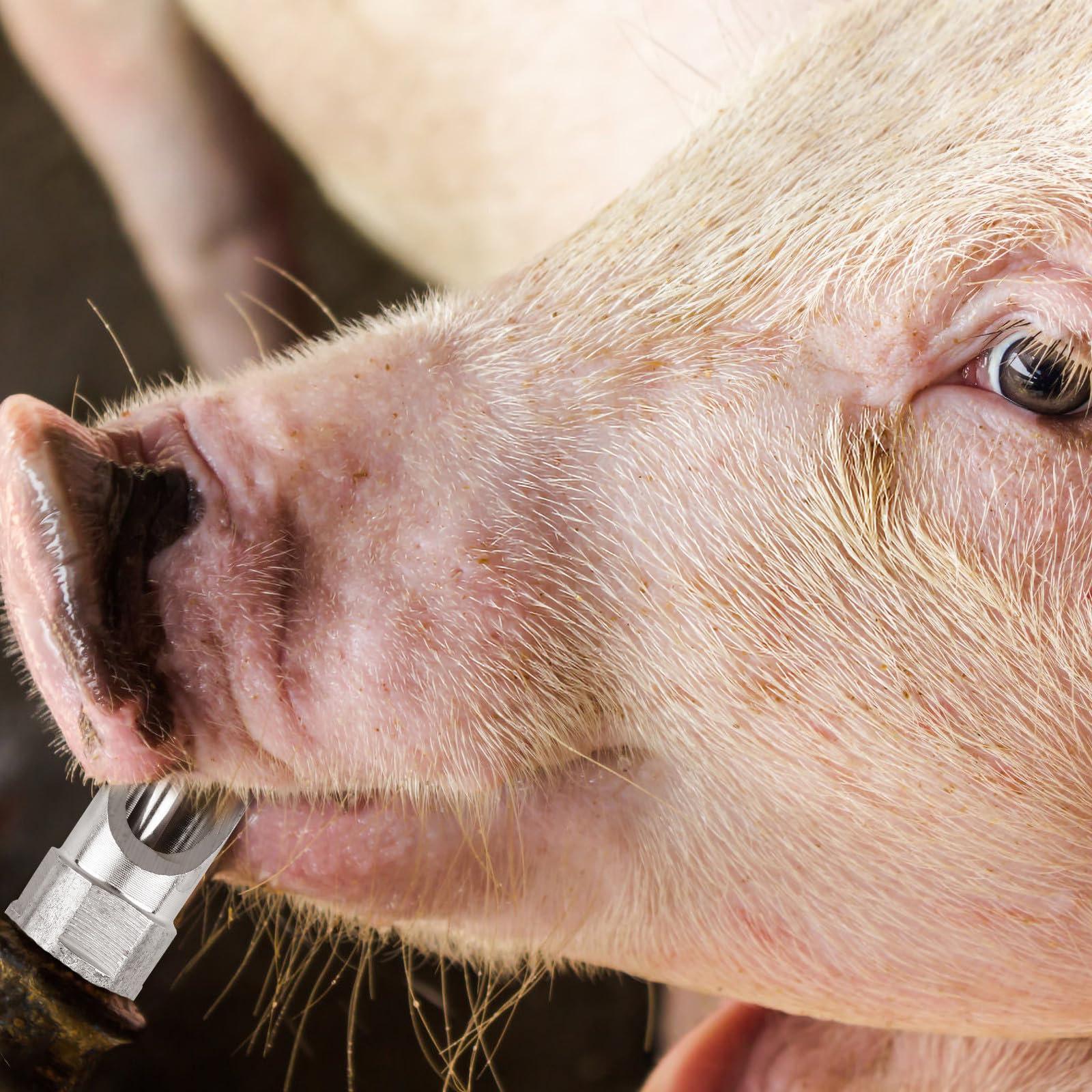 Distributeur D'eau Capuchon Anti-fuite pour Cochons 10pcs en Acier Inoxydable Adapté pour Truies et Porcs D'élevage