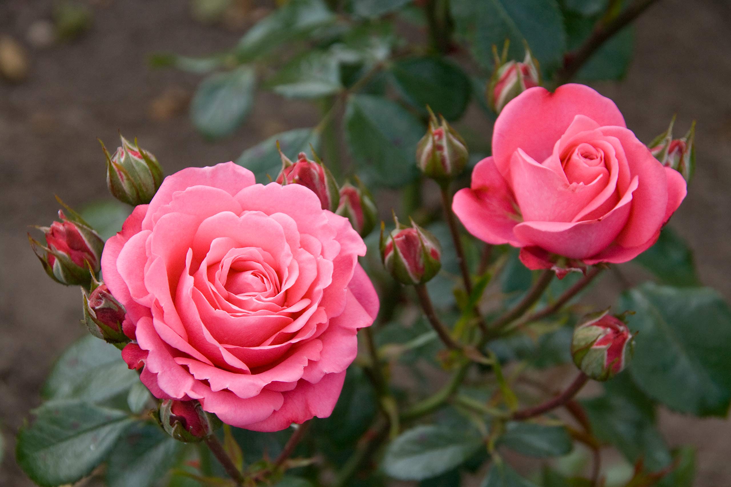 Generic Shukla Business Group Hybrid Rose Live Plant (Pink) (B07KSCW2ZL) Amazon Price History, Amazon Price Tracker
