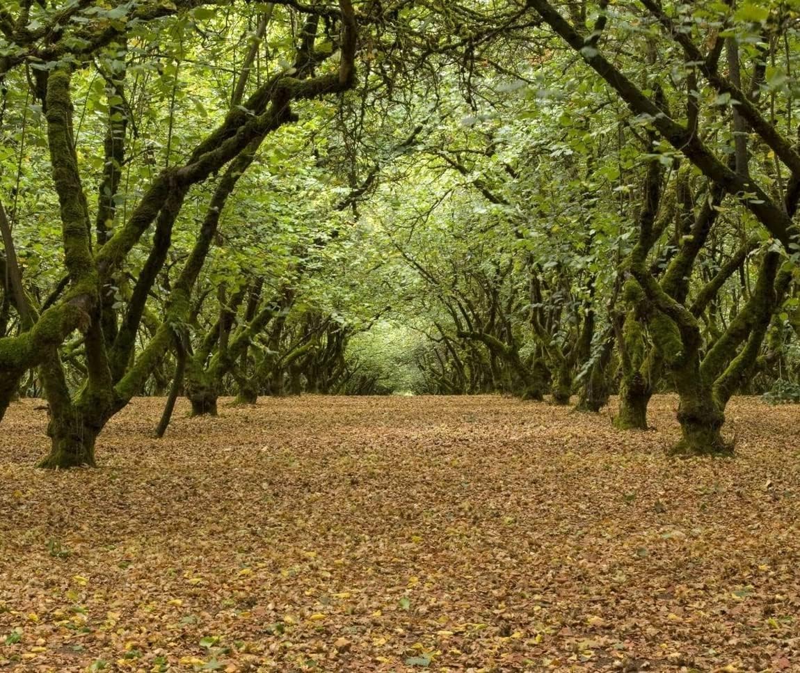 5 American Hazelnut Trees - 6-12" Tall Live Plants - Filbert Nut Shrubs/Bushes - Corylus Americana - (5 Pack)