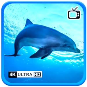 Cozysoftscreensapps Delphin-Gelassenheit Ambiente-Bildschirmschoner