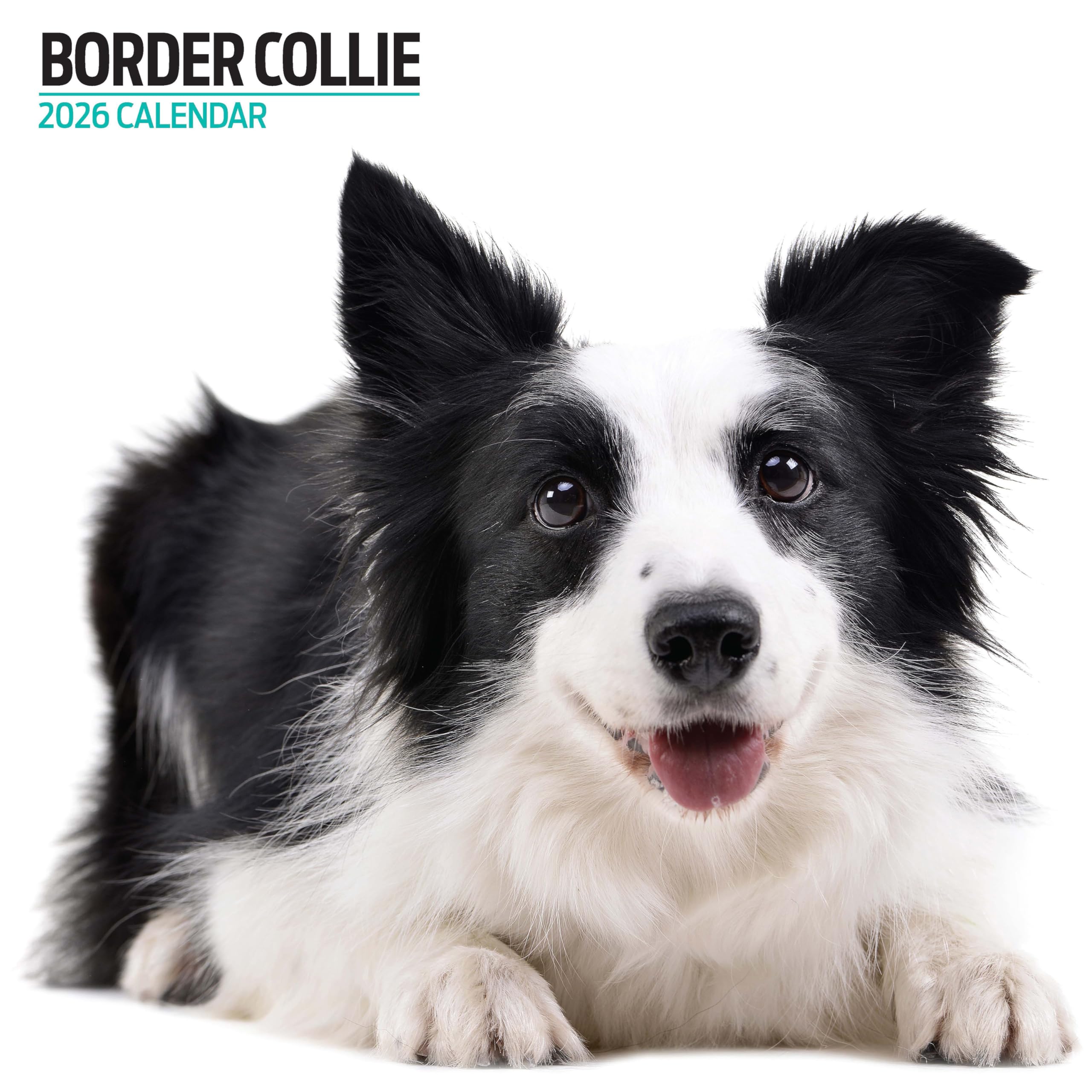Border Collie 2026 Modern Calendar