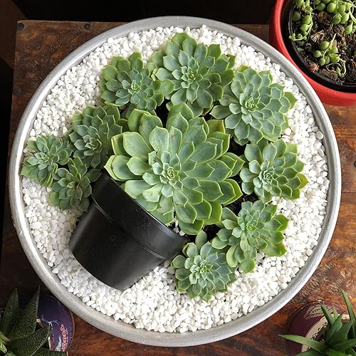 Miniatura 28 de Halatool Vermiculita de 2 cuartos para plantas Vermiculita profesional para jardinería interior natural para macetas, aditivo de mezcla de tierra