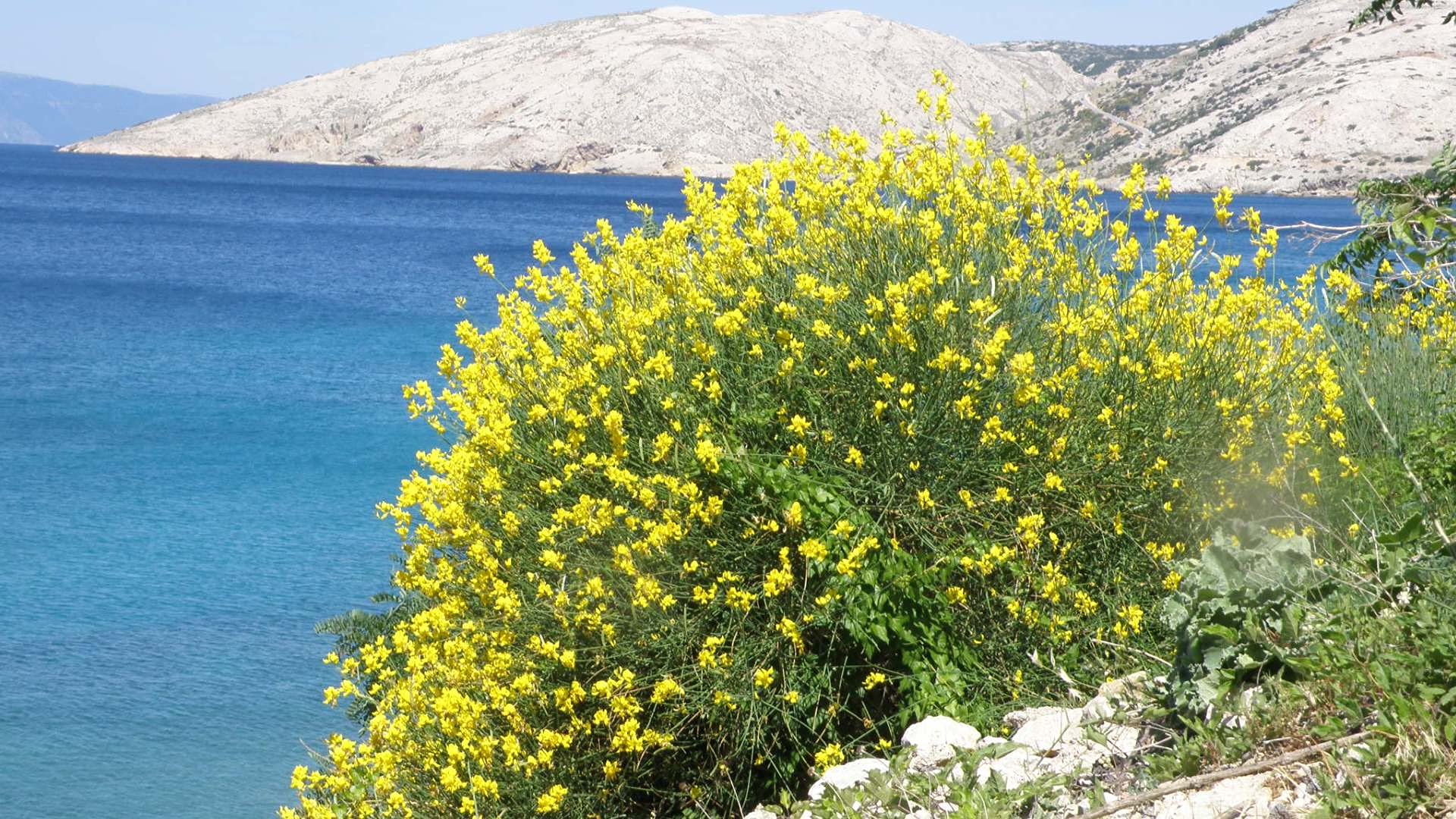 Ginestra gialla "Cytisus Scoparius" citiso pianta in vaso ø9 cm Vivaio di Castelletto