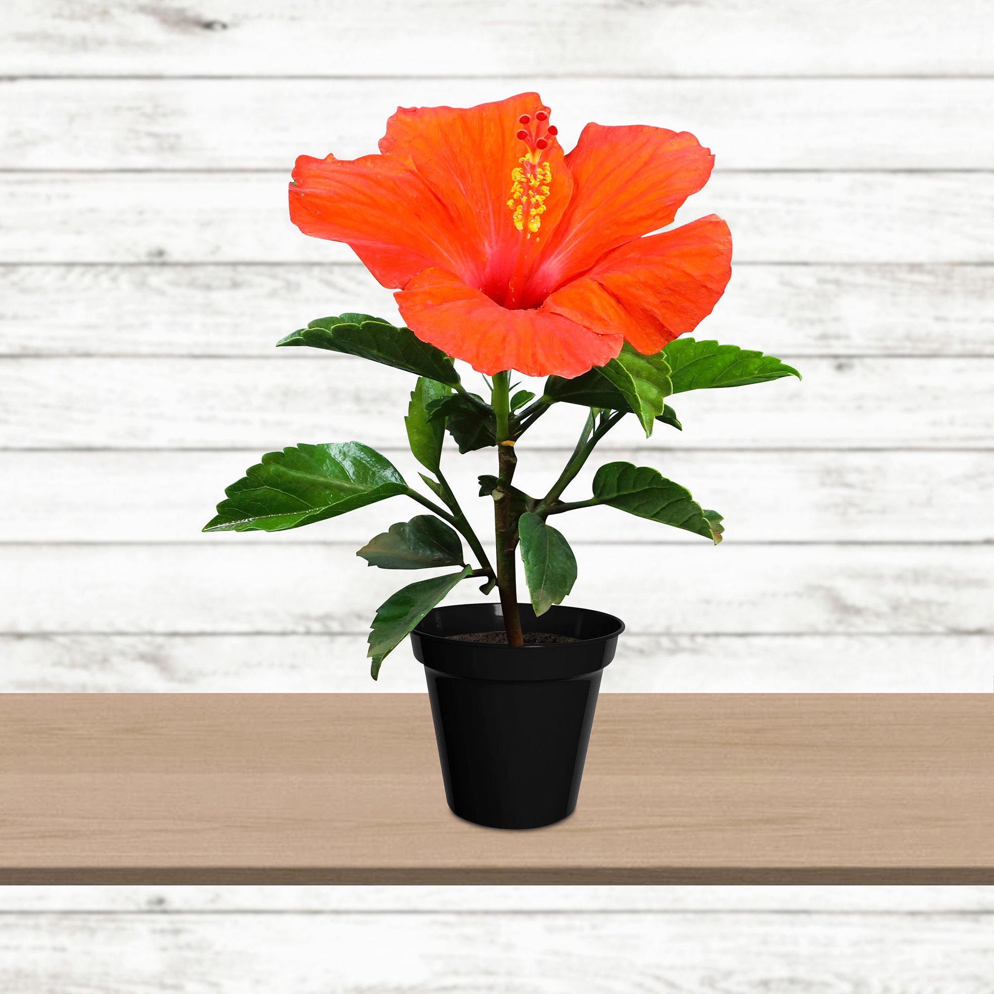 Poudha.com Hibiscus Dwarf Orange Outdoor Orange Plant (B079HRRP95) Amazon Price History, Amazon Price Tracker