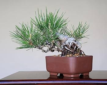 Amazon.co.jp: 『黒松』 懸崖づくり小品盆栽 【泰寿園 Online】 : DIY