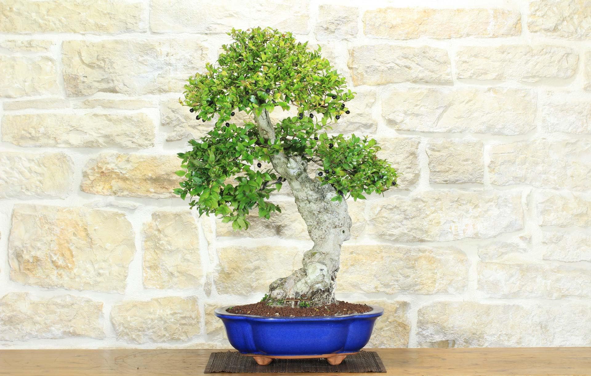 Bonsai di Mirto Pumila (35)
