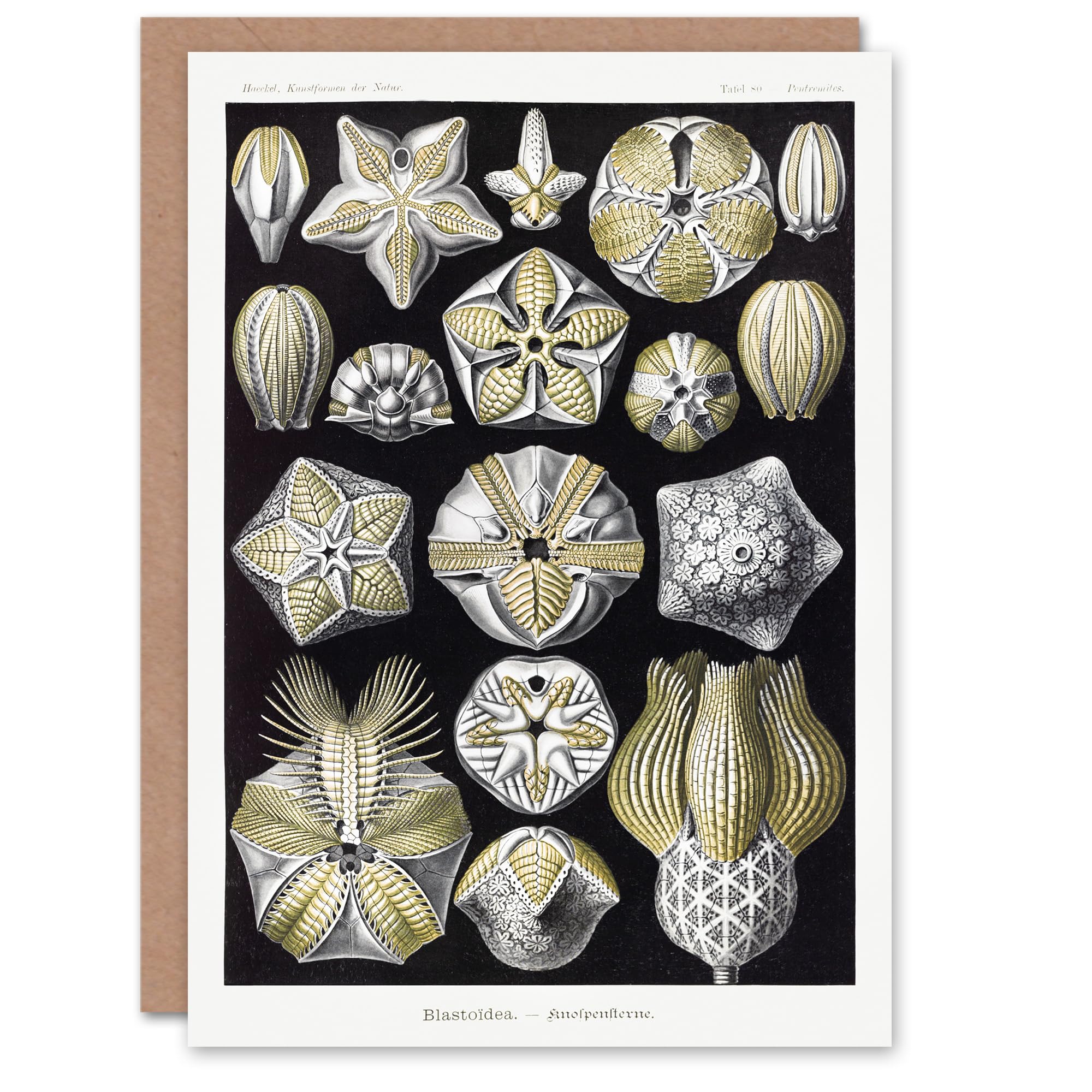 Artery8 Ernst Haeckel Art Card Blastoid Sea Buds Urchins