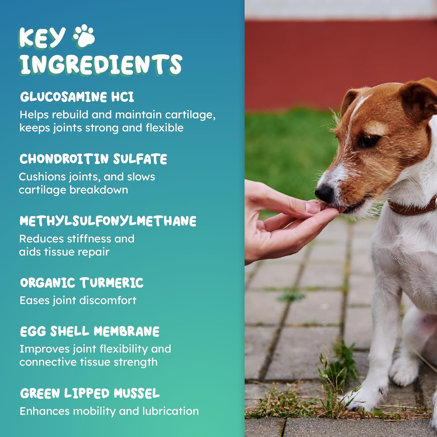 Dog Hip and Joint Supplement Chews – Advanced Mobility Soft Chews with Glucosamine, Chondroitin, MSM & Turmeric for Joint Support & Flexibility