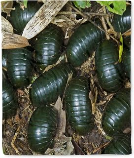 3dRose Green Pill Millipede Insects, Mantadia, Madagascar-AF24 KSC0080 - Kevin Schafer Silktouch Minky Blanket