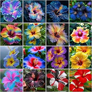 Mixrug 115+ Mixed Perennial Hibiscus Flower Seeds for Planting - Fresh Hardy Hibiscus Exotic Plant Bonsai Seeds Non-GMO Heirloom for Multi-Colored Flower Home Garden Outdoor