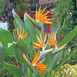 Orange Bird of Paradise Plant – Live Tropical Plant Strelitzia Reginae