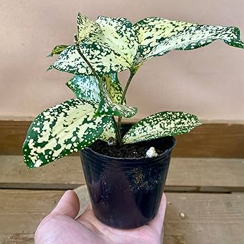 その他観葉植物 kona 81LPav3XhNL._UF350,350_QL80_.jpg