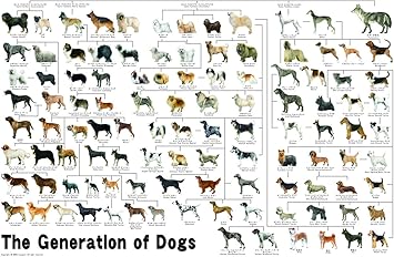 Amazon 1000ピース ジグソーパズル めざせ パズルの達人 犬の系統図 50x75cm おもちゃ おもちゃ